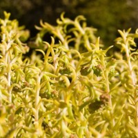 Reflexed Stonecrop